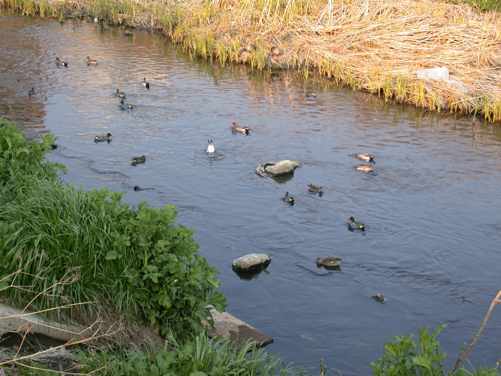春の小川はサラサラ行くよ♪ 国分川 編集雑記〜ブログ