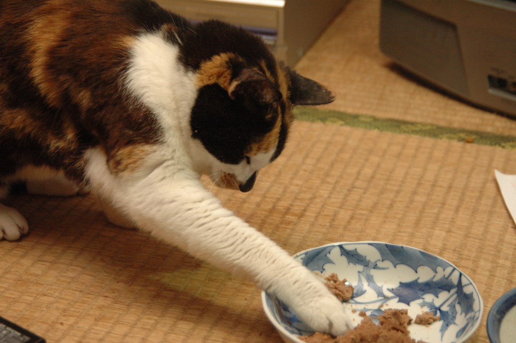 ごはんを手で食べる猫 まつど猫（blog）